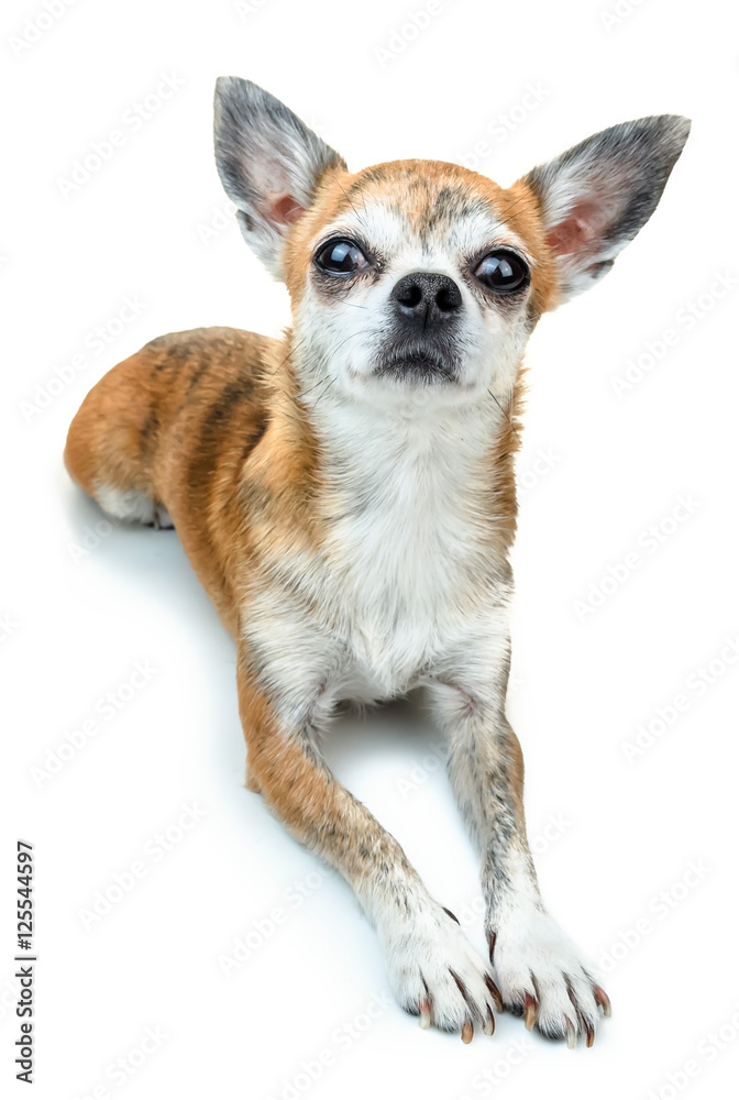 Cute dog lying down and listens attentively. Dwarf Chihuahua dog on isolated background
