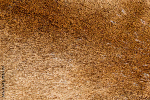 Mountain Lion Fur Background © Tom
