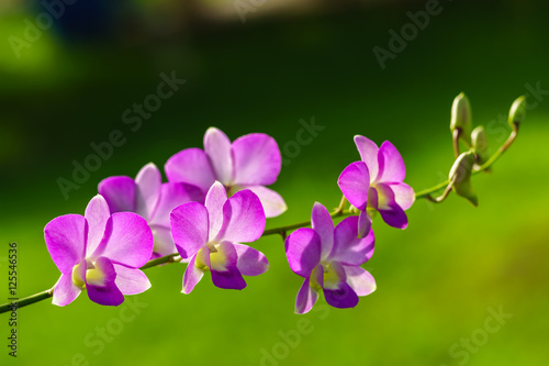 Fototapeta Naklejka Na Ścianę i Meble -  Closeup of purple dendrobium orchid flowers 
