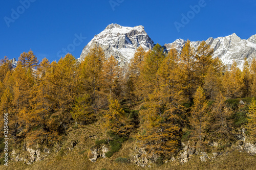 Autunno alpino ( Alpe Devero )