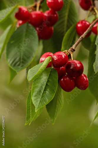 Cherries On Tree