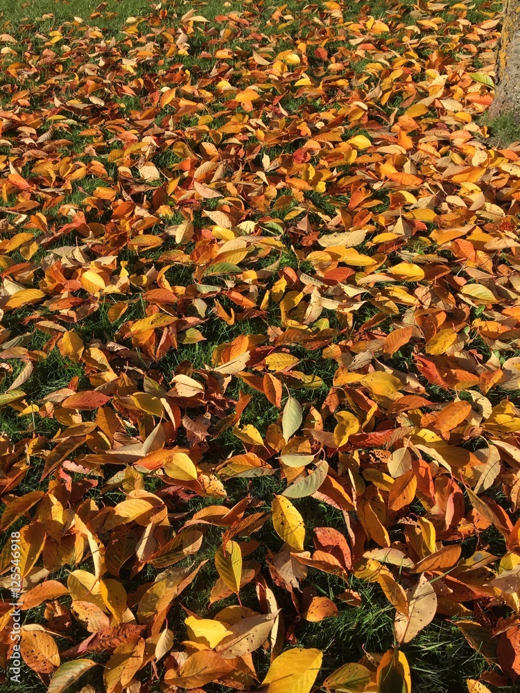 autunno alberi autunno foglie natur