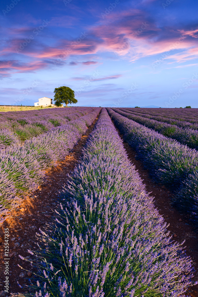 Fototapeta premium Lavender field summer near Valensole