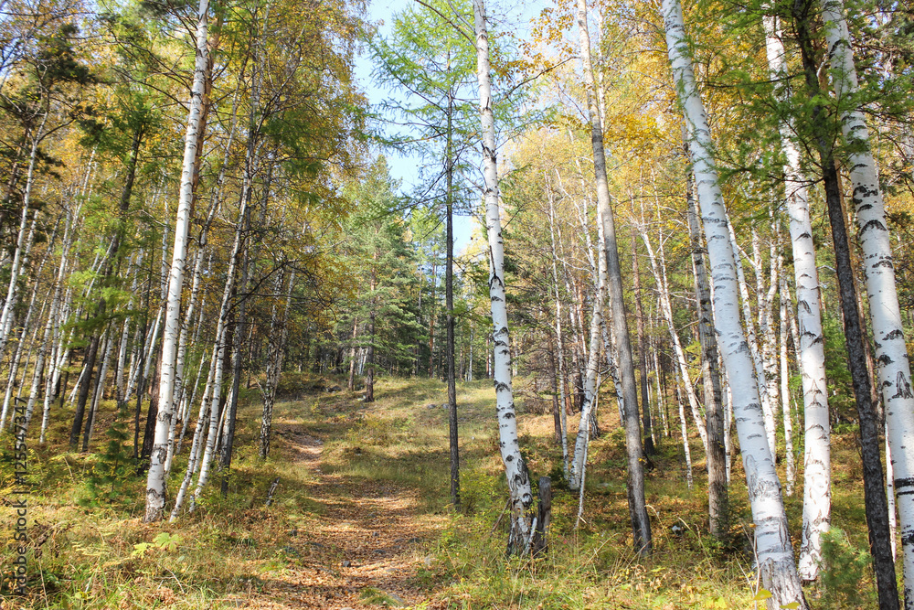 Obraz premium Forest hill