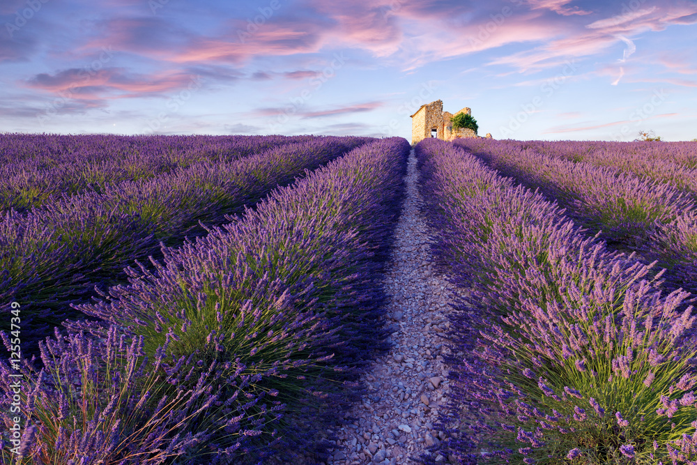 Naklejka premium Lavender field summer near Valensole