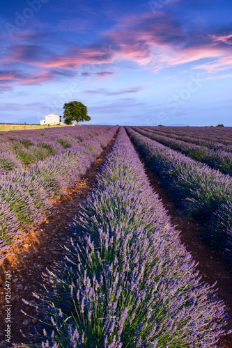 Lavender field summer near Valensole