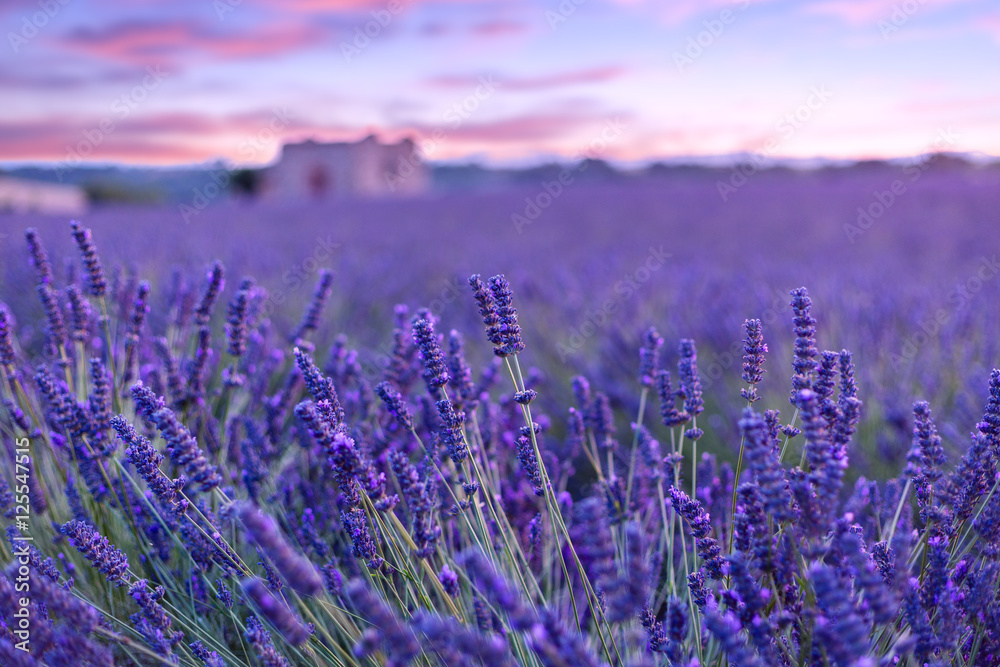 Obraz premium Lavender field summer sunset landscape near Valensole
