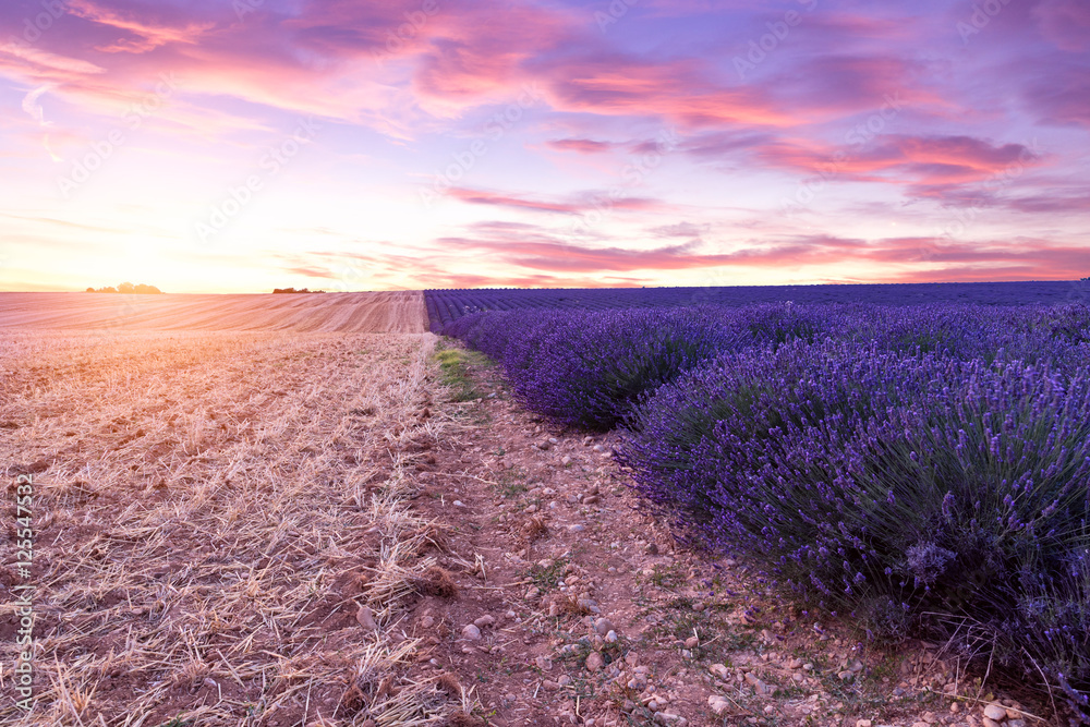 Fototapeta premium Sunset over a violet lavender field in Provence