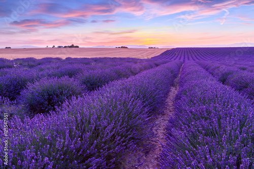 Sunset over a violet lavender field in Provence © Kavita