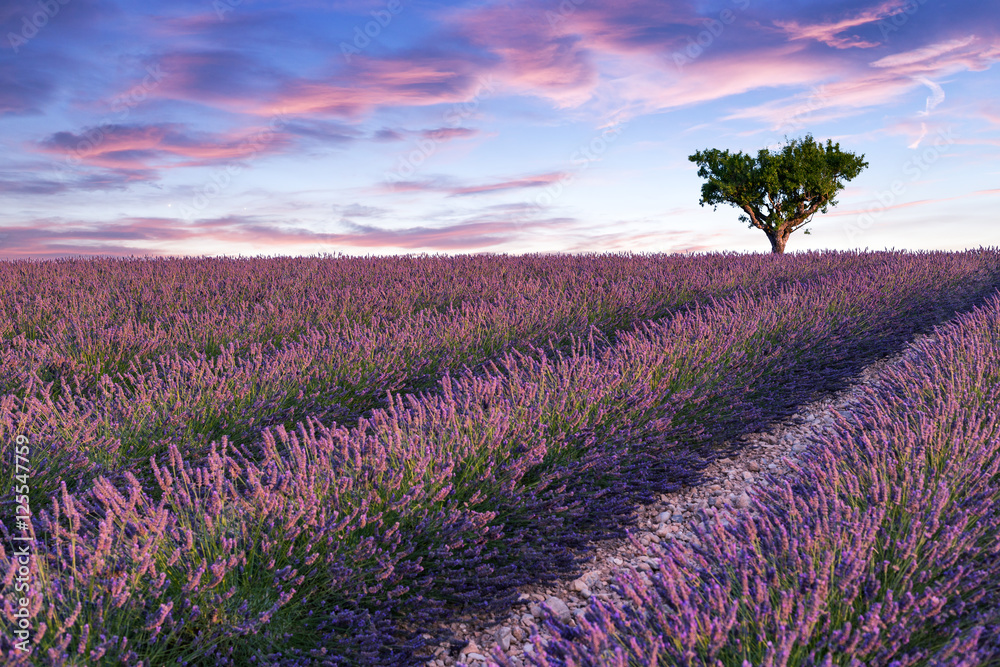 Fototapeta premium Lavender field summer sunset landscape