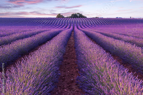 Lavender field summer sunset landscape near Valensole