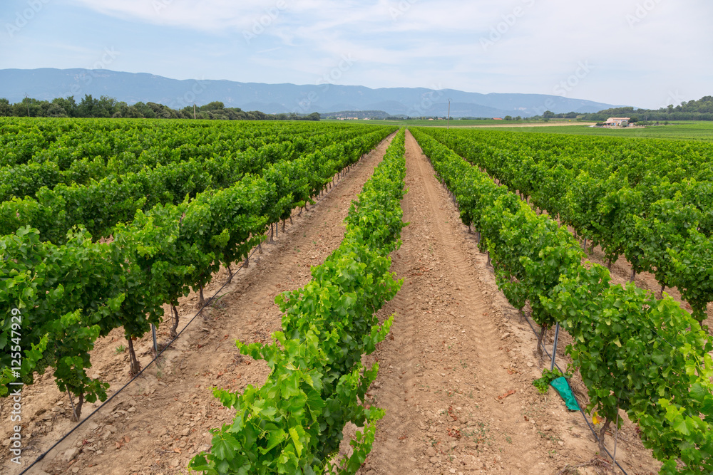 Vineyards in Provance, France