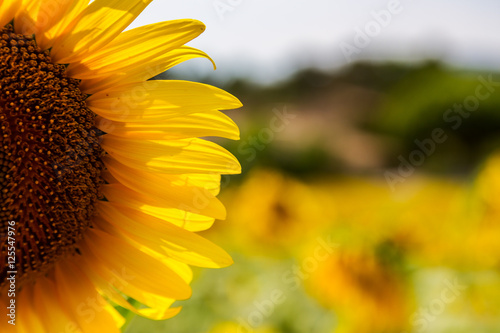 Fototapeta Naklejka Na Ścianę i Meble -  A beautiful sunflower field near Valensole