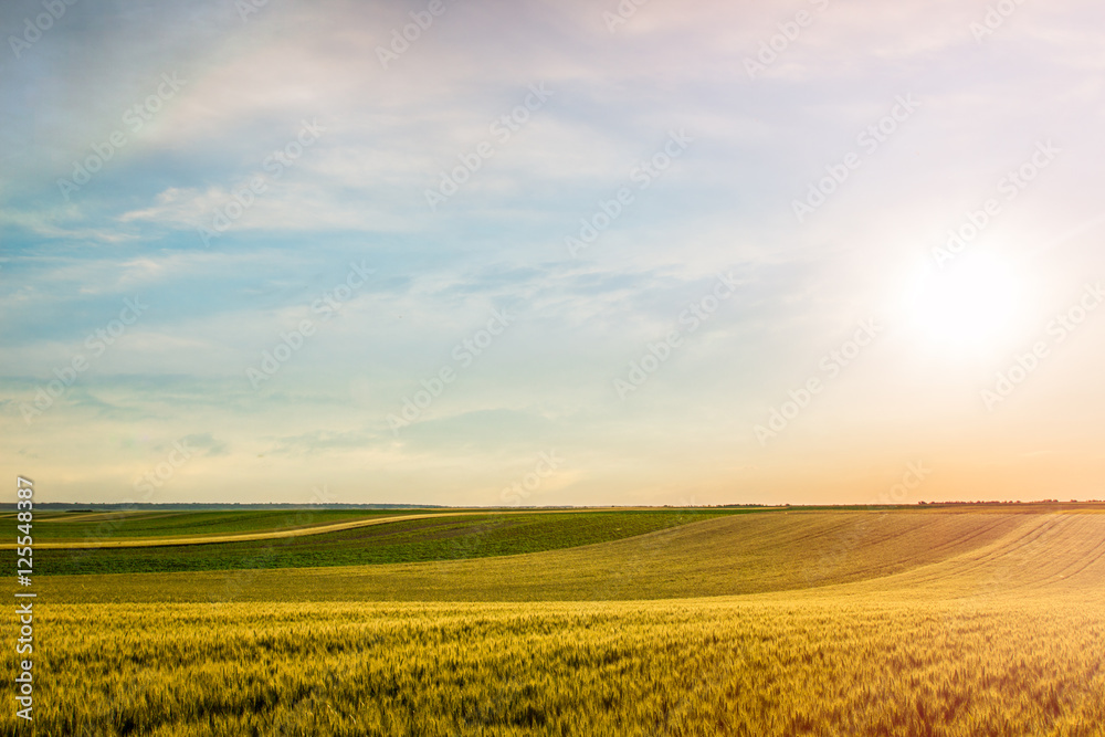 Wheat field over sky with sundown. Nature landscape. Lens flare