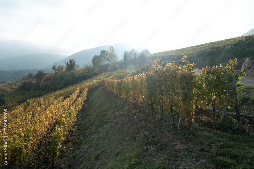 Obraz premium vignes en automne