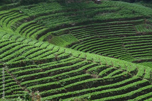 Agricultural terrace in Chiang Mai, Thailand.