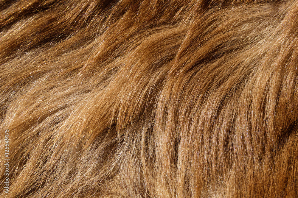 Fototapeta premium Bear Fur Background