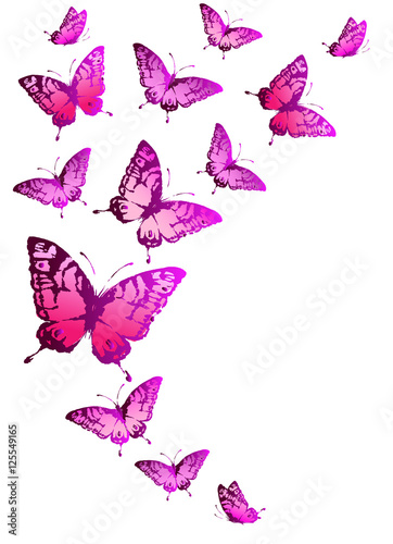Wallpaper Mural color butterflies,isolated on a white Torontodigital.ca