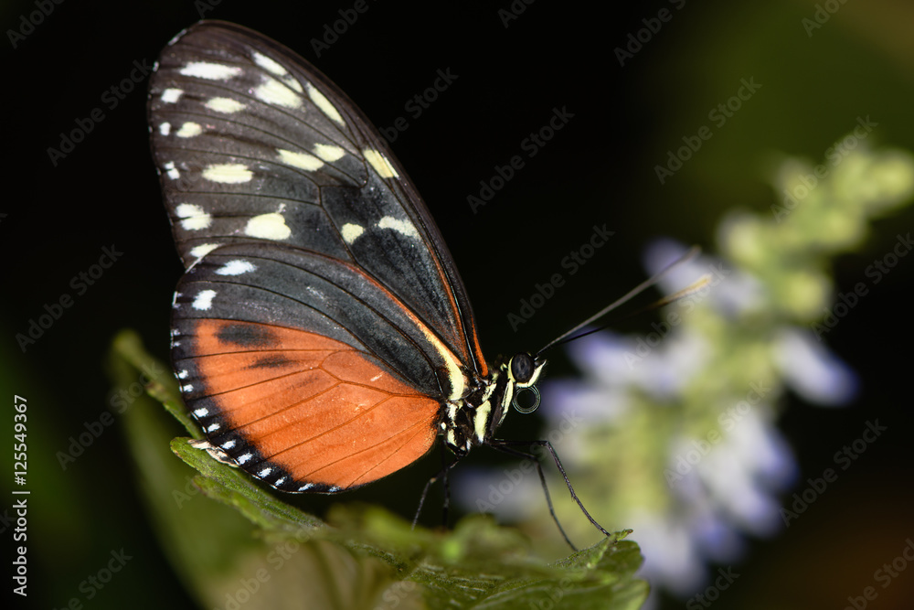 Obraz premium Tiger longwing butterfly (Heliconius hecale). Central and Southern American Heliconiid butterfly in the family Nymphalidae, showing underside with wings closed