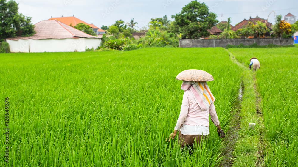 Peasants on the green rice field in Indonesia. Peasants on the green rice field in Indonesia.