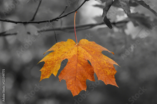 Yellow Fall Leaf