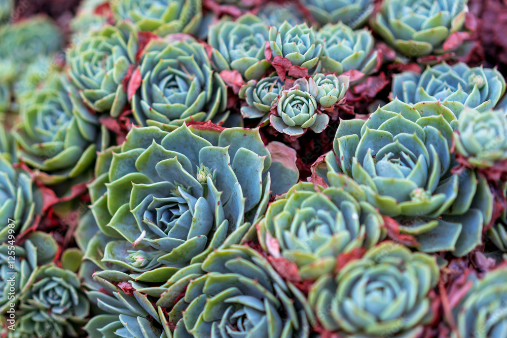 Succulents Succulents