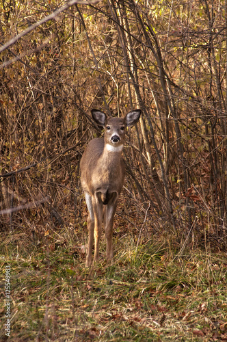 Autumn Deer