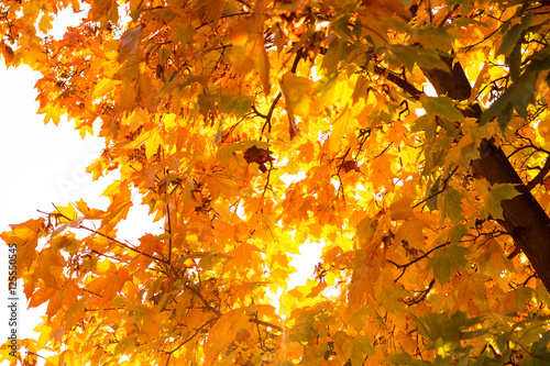 Herbstlich-bunte Blätter