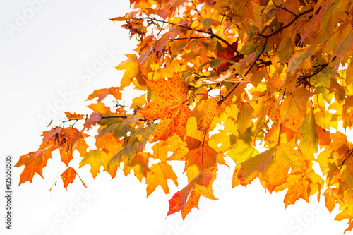 Herbstlich-bunte Blätter