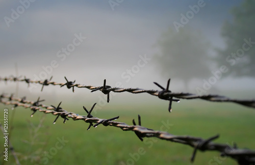 Barbed Wire Morning