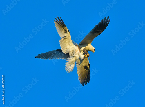 Whitetailed Kites chasing parent with prey and exchanging it in midair