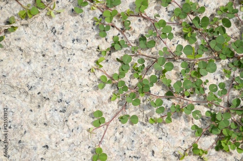 green grass on cement floor