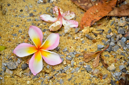 plumeria flower on the sand