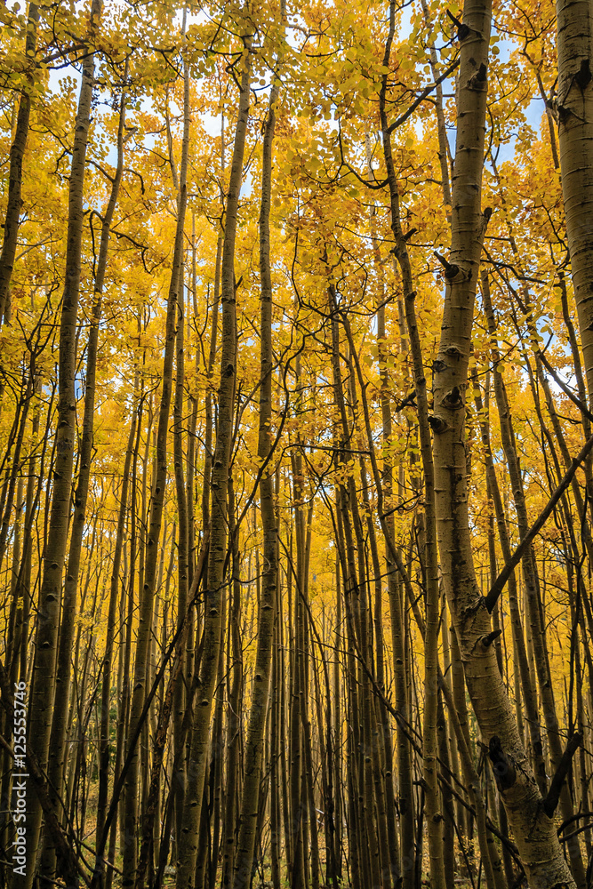 A Grove of Yellow Aspen Trees, Escudilla Mountain, White Mountains, Arizona