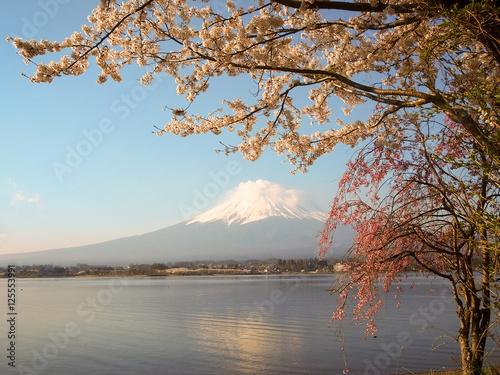 Mt Fuji and Cherry Blossom at lake Kawaguchiko © itataekeerati