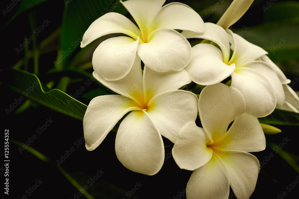Obraz premium white plumaria flower.