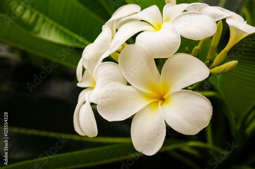 white plumaria flower.