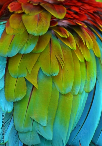 Macro photograph of the multi-colored feathers of a Scarlet Macaw (Ara macao) © michaelfitz
