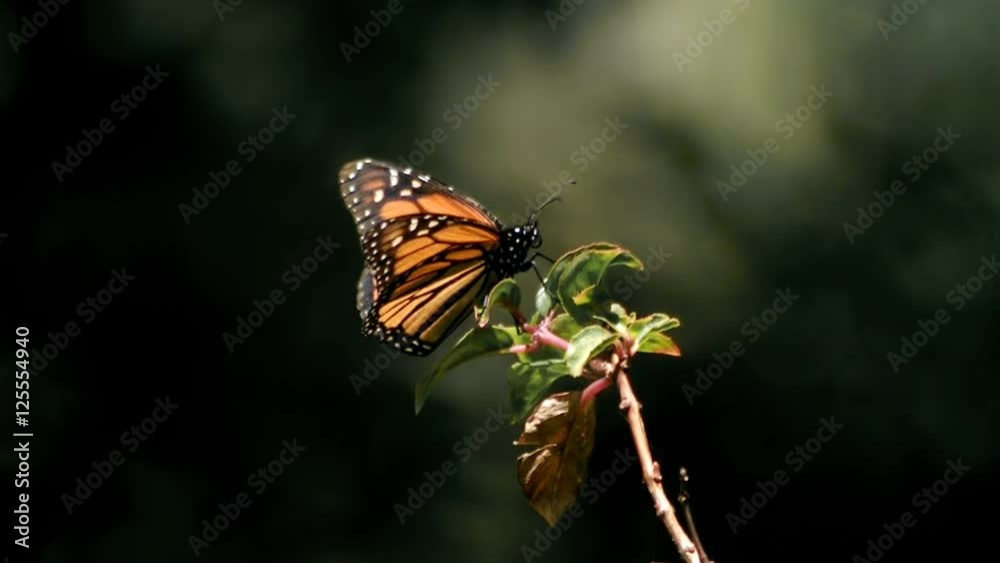 Monarch Butterfly Takes Off Softly From Plant Super Slow Motion