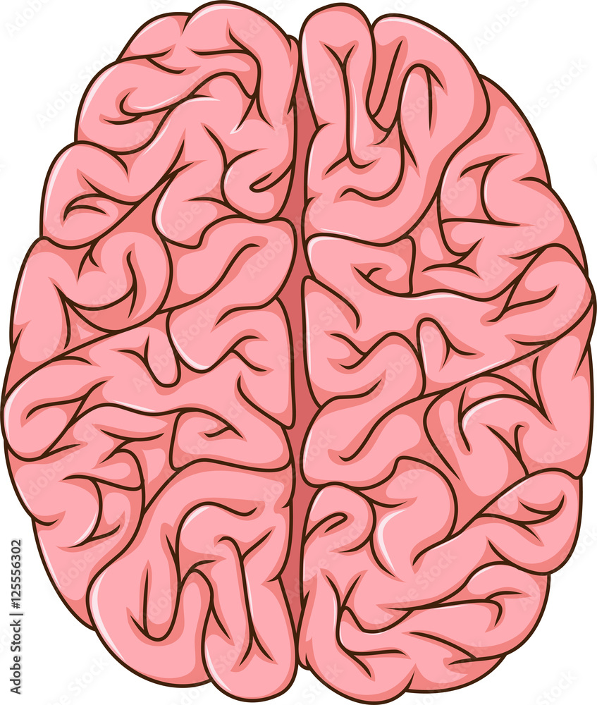 human left and right brain cartoon human left and right brain cartoon
