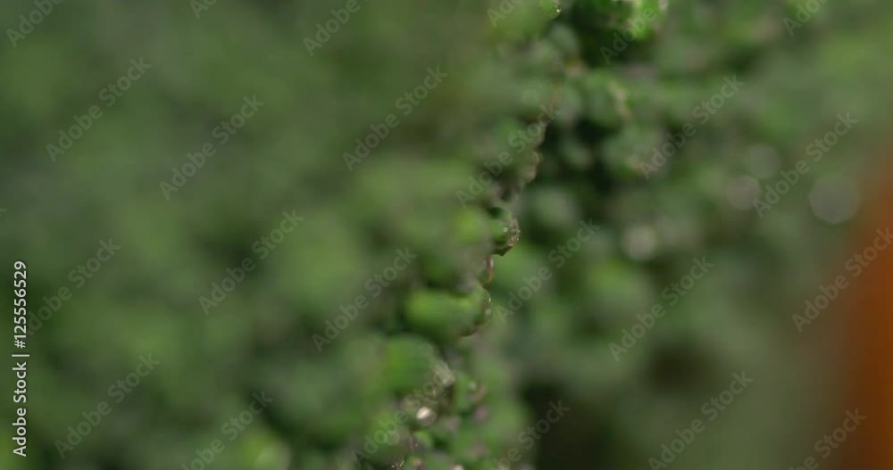 Macro pull focus shot of fresh broccoli. Depth of field looking at this super food in close detail. Macro pull focus shot of fresh broccoli. Depth of field looking at this super food in close detail.