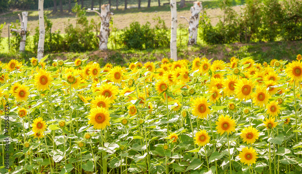Obraz premium ひまわり 北海道 富良野 