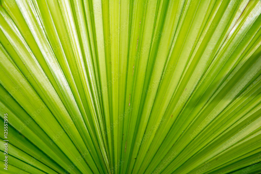 Sun over green palm leaves background. Sun over green palm leaves background.