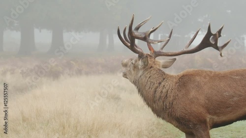 Red Deer stag (Cervus elaphus) bellowing or roaring on a misty morning