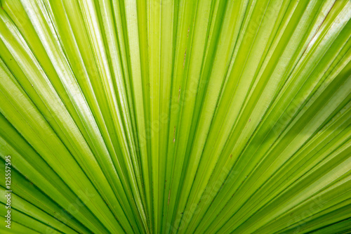 Sun over green palm leaves background.