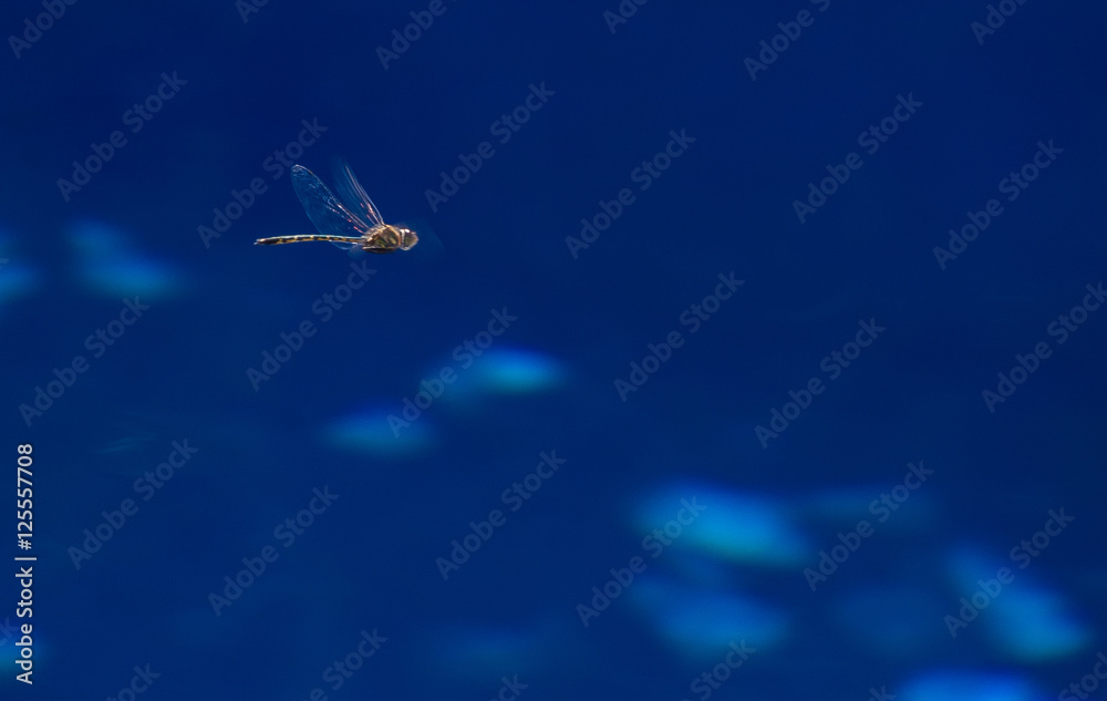 Fototapeta premium Droganfly on Blue