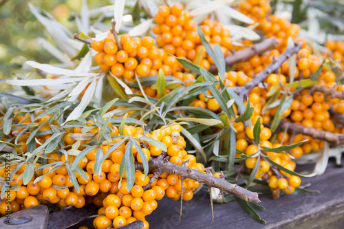 Buckthorn berries on branches