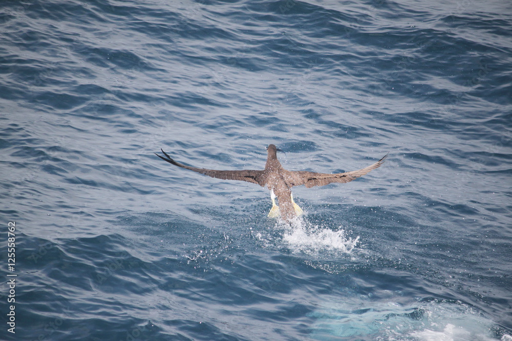 Obraz premium カツオドリ