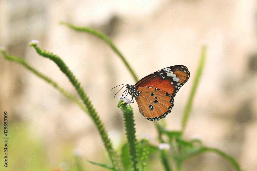Monarch butterfly (Danaus plexippus) on a flower in the daytime. Monarch butterfly (Danaus plexippus) on a flower in the daytime.