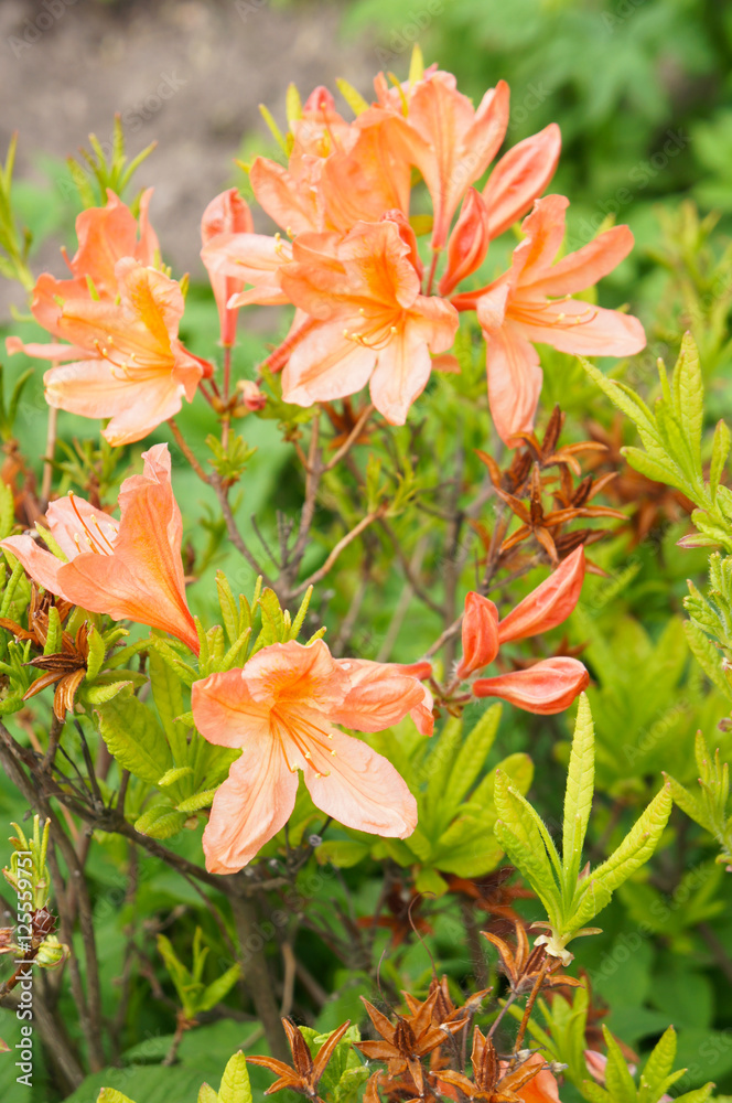 Orange rhododendron or azalea flowers with branches Orange rhododendron or azalea flowers with branches
